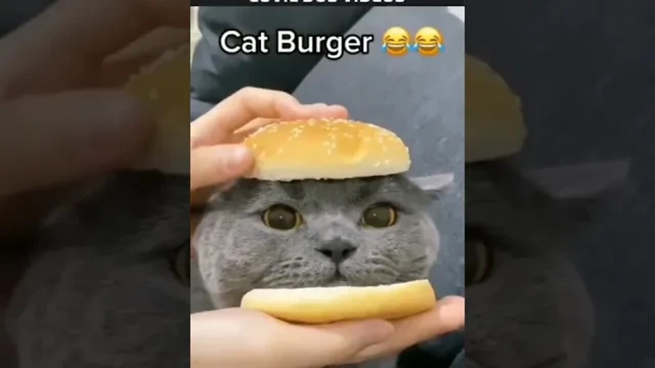 gato burguer