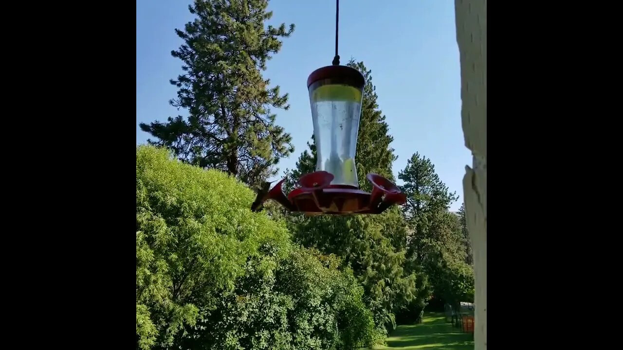 #hummingbird #springtime #homesteading #peaceful #farm