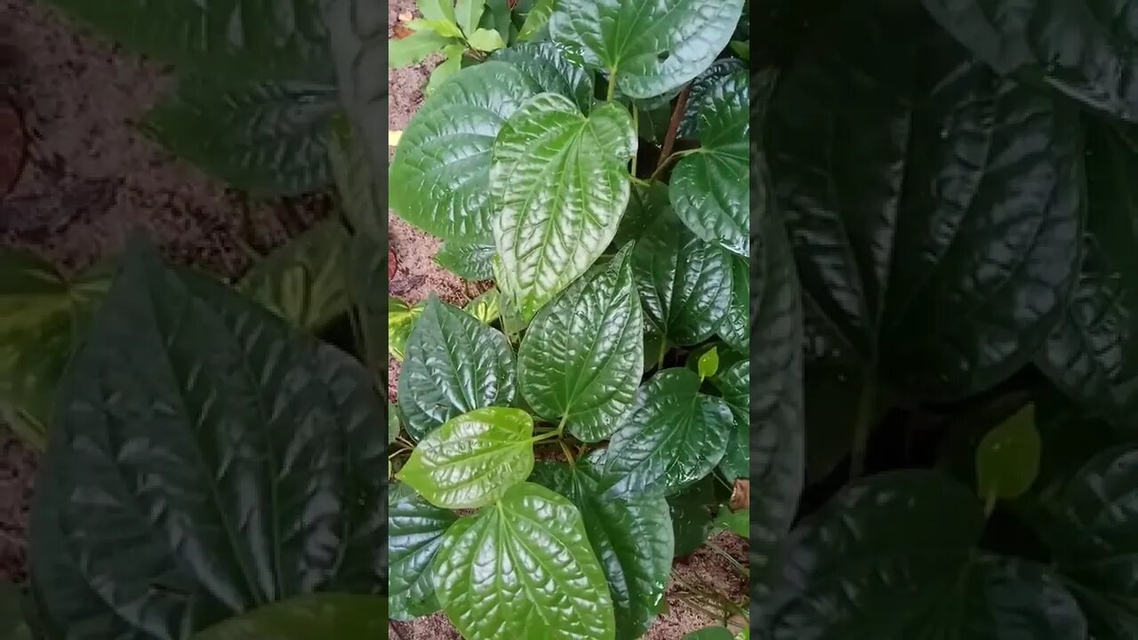 KILLI Long Pepper | Thippili | Piper longum #shorts