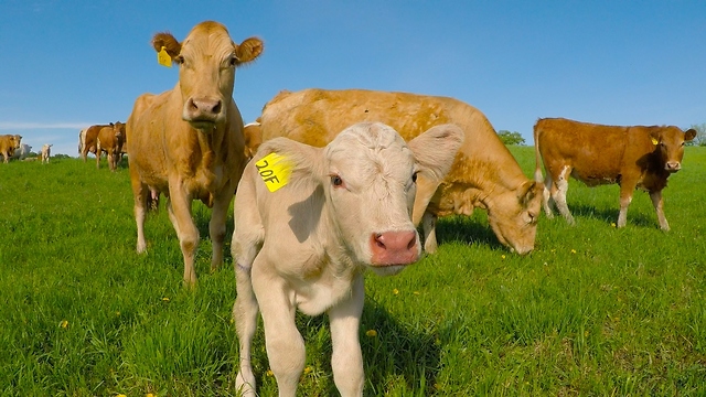 Worried Mama Cow Asks Man To Rescue Her Newborn Calf