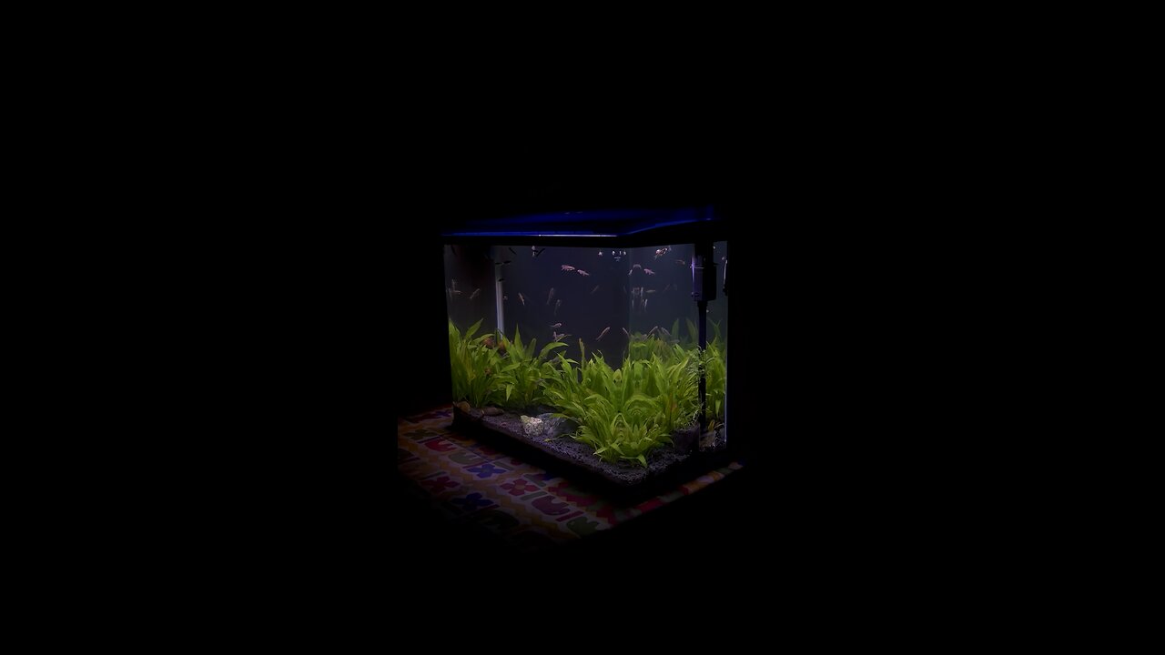 Planted aquarium and doctor fish