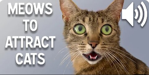 Sounds that attract cats - Meow to make cats come to you