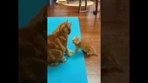 Kittens Know How To Get The Love They Need