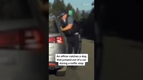 During a traffic stop, an Oregon State police officer catches a puppy that leaped out of a car