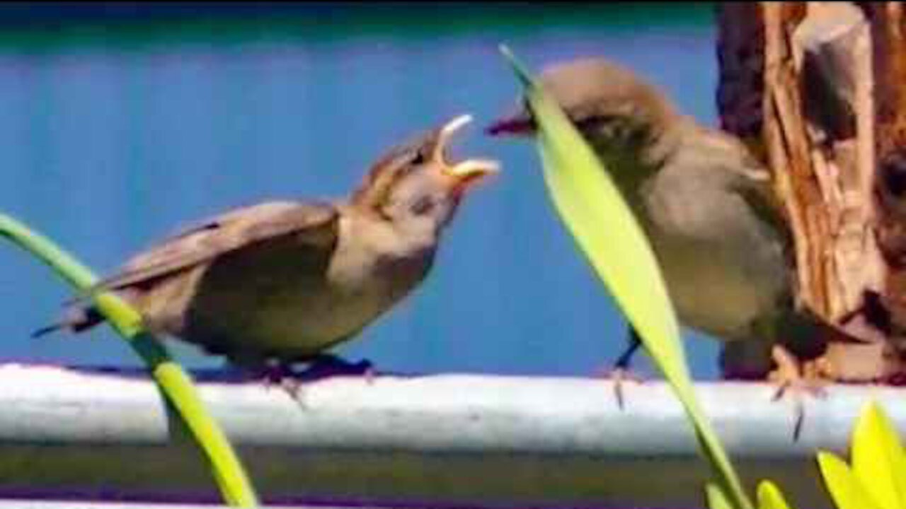 IECV NV #375 - 👀 Mother House Sparrow Feeds Young Baby🐥🐤 5-29-2017