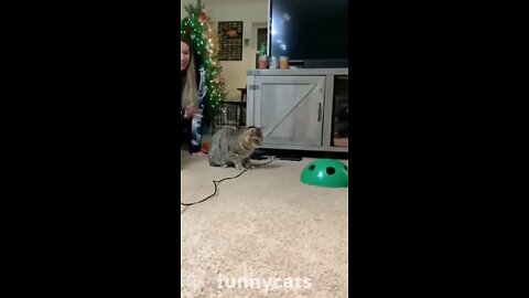 Cute cats funny videos 🤣🤣🤣