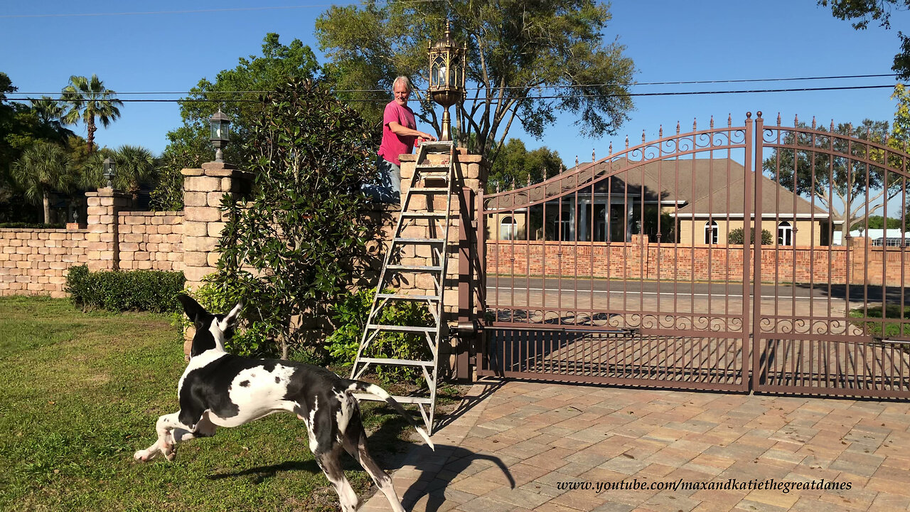 Funny Great Danes are Better Watch Dogs Than Working Dogs