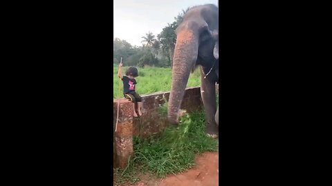 Littel boy playing with elephant