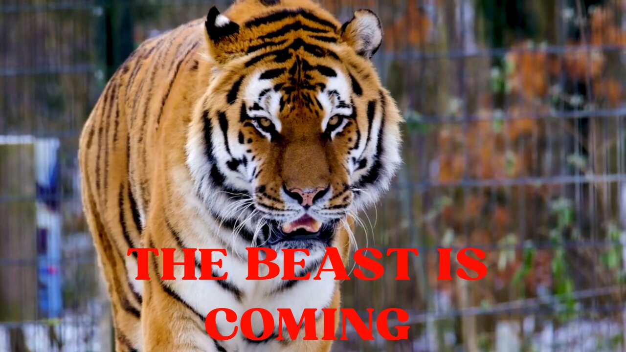 THE BENGAL TIGER THE BEAST