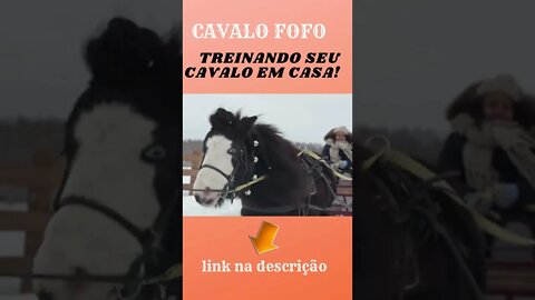 CAVALO FOFO COMO TRENAR SEU CAVALO EM CASA