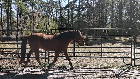 Handsome Mustang Horse Eclipse with scary cardboard Pt2