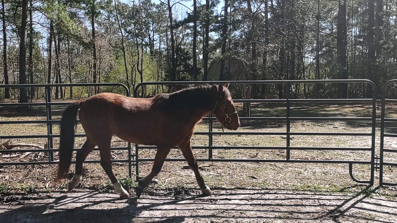 Handsome Mustang Horse Eclipse with scary cardboard Pt2