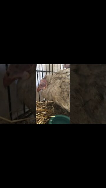 Please pray for our sick guinea fowl baby - red-eyed silver