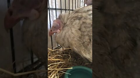 Please pray for our sick guinea fowl baby - red-eyed silver