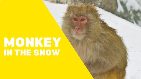 Cutest monkey in the world playing in the snow