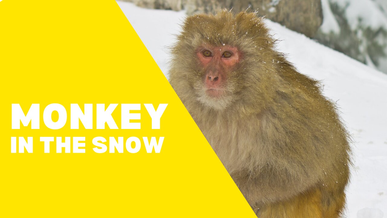 Cutest monkey in the world playing in the snow