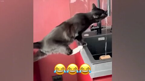 Funniest cats 😺and dogs 🐶videos 🤣🤣🤣