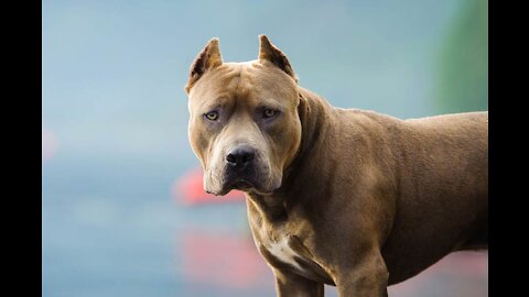 10 Depression Fighting Dog Breeds