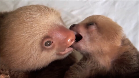 Baby Sloths Being Sloths - FUNNIEST Compilation