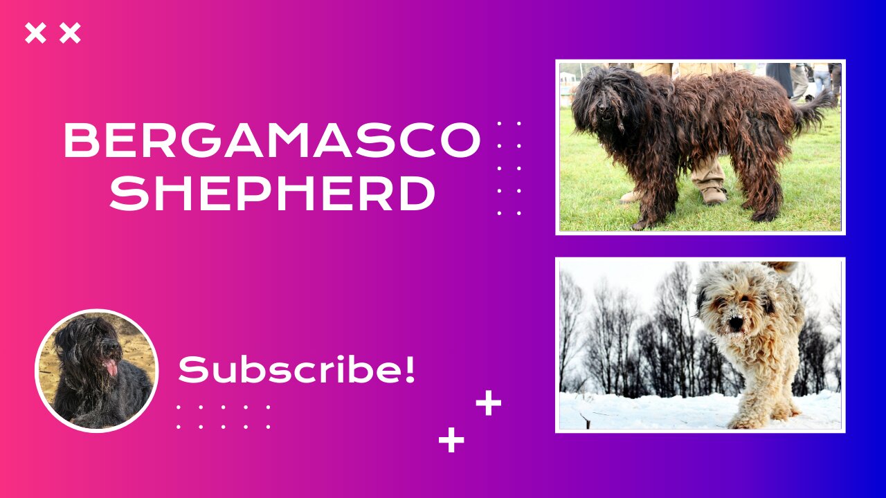 Unveiling the Bergamasco Shepherd: Comprehensive Breed Guide and Care Tips