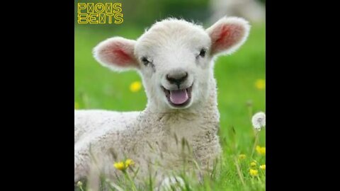 MARY HAD, P!O!S BEATS