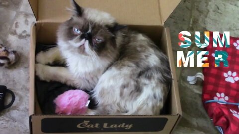Cat Lady Box July 2022 😻