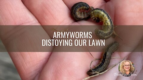 Armyworms Attack My Lawn