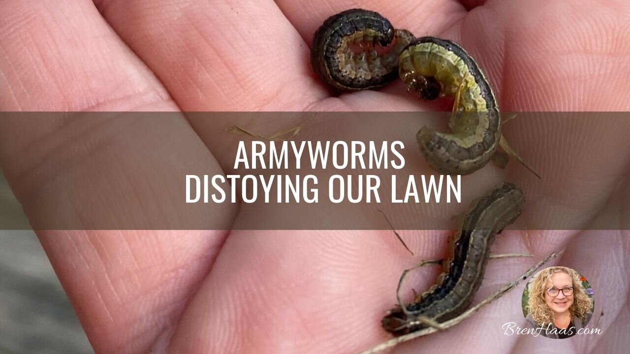 Armyworms Attack My Lawn