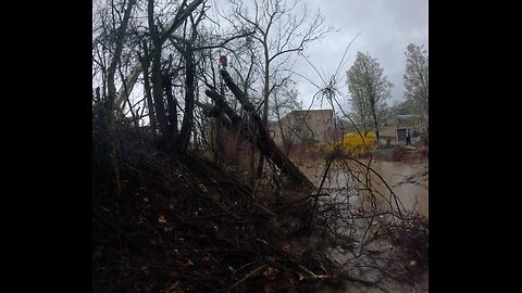 Craning trees out of the creek