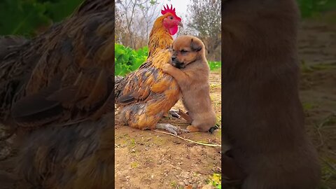 Friendship / puppy and chicken . A beautiful moment #191 - #shorts