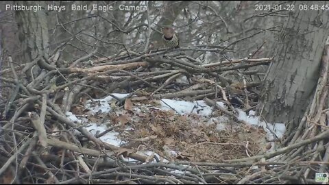 Hays Eagles nest Northern Flicker visit 2021 01 22 8:48am