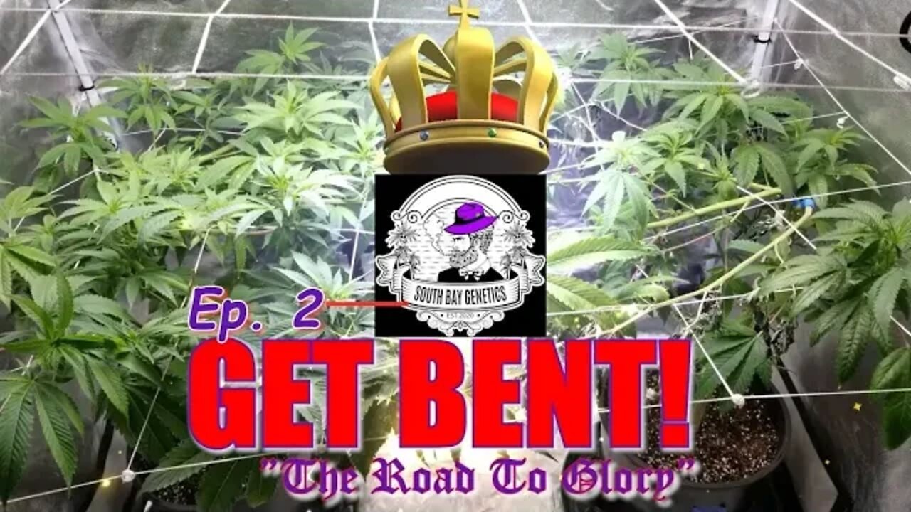 GET BENT! Ep.2 "The Road To Glory" #SOUTHBAYGENETICS #SPIDERFARMER #ROYALKUSH7BX2 👸👑🍍❄🔥💨🔨 Day 0