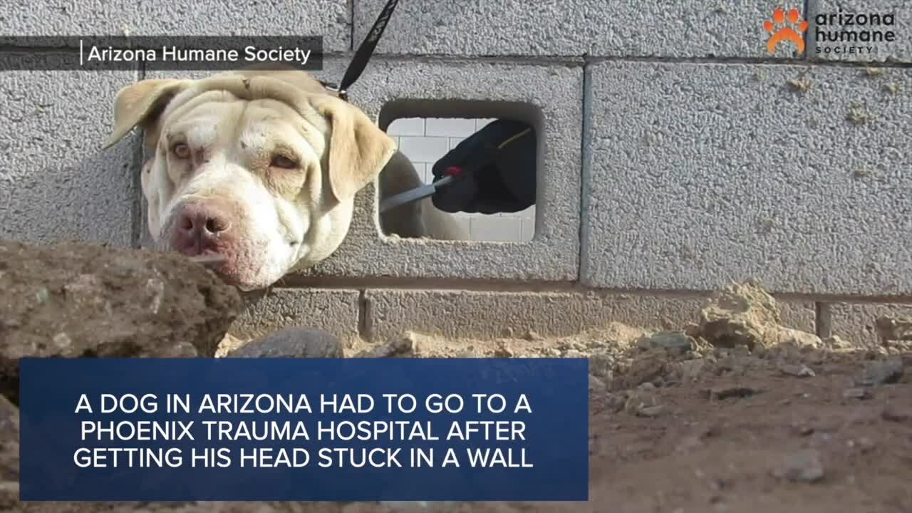 Check This Out: Arizona dog is safe after getting head stuck in a cinder block wall