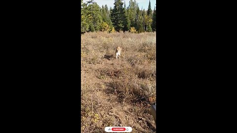 Tiger Attack 🤯