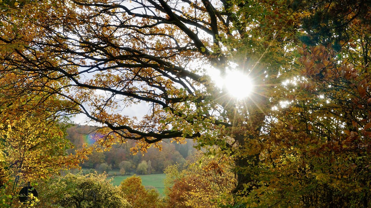 Autumn leaves - I love the colors of autumn.