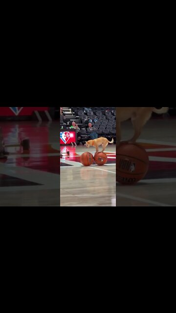 Doggo Was A Baller!!