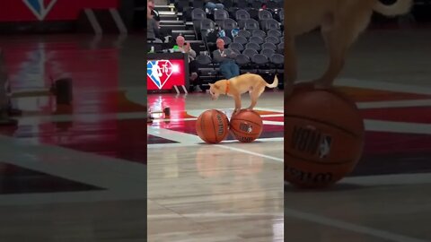 Doggo Was A Baller!!