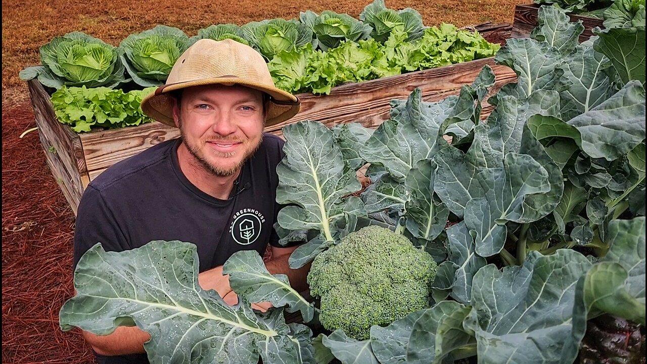 How to Grow Huge Broccoli Crowns 🥦 |3 Easy-To-Follow Tips|