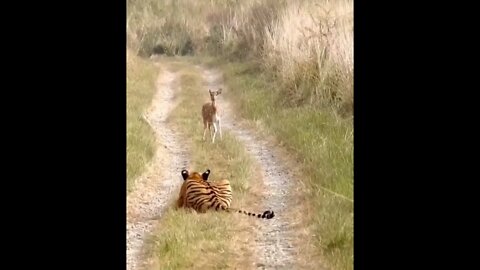 Tiger Beat Video shorts, tiger cute Video shorts #r150shorts #youtubeshorts #ytshorts #animals