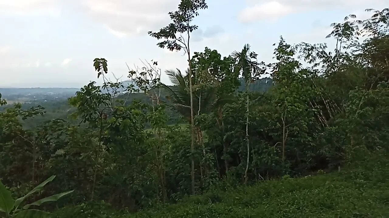 Pemandangan Di Atas Bukit