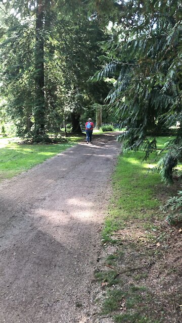 The trees of Ireland