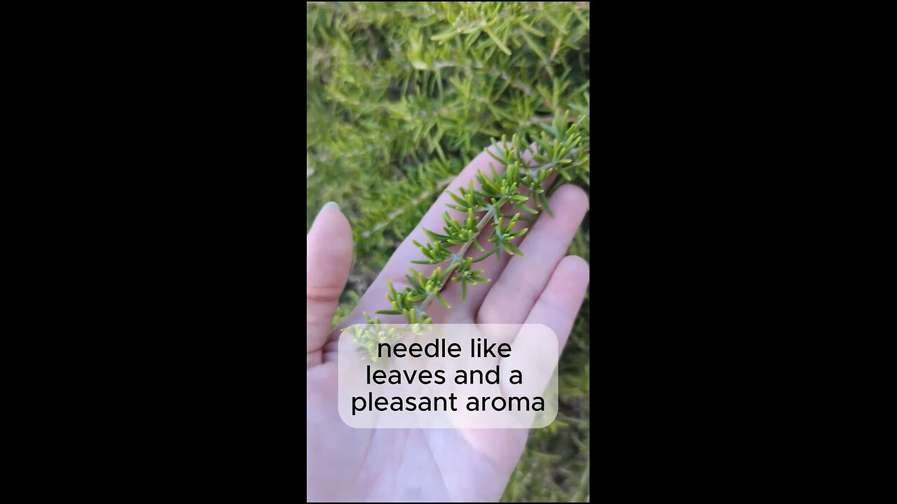 Everything About Rosemary Identification