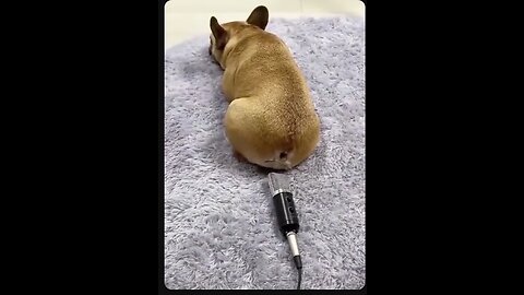Funny Animal Videos 2023 || funny dog cats you have never see before best video