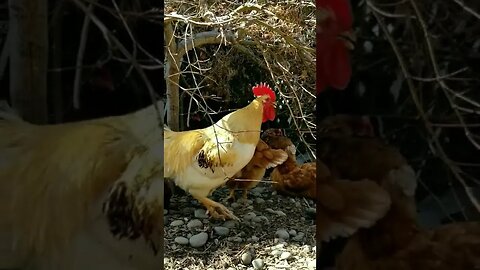 #goodmorning #rooster #chickens #freerange #farmanimals #farmlife #homesteadlife #homesteading