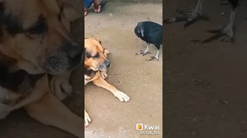 Tem gente que não sabe esperar... #shorts #viral #fy #brasil #urubu #cachorro #meme