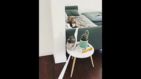 Follow the toilet paper