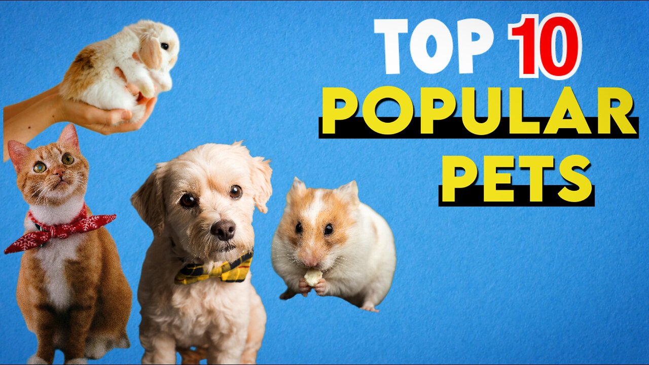 Top 10 popular pets