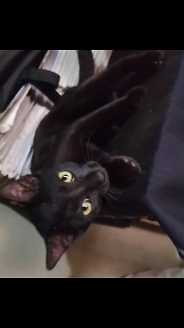 Very funny and beautiful black cat 😸😸😸