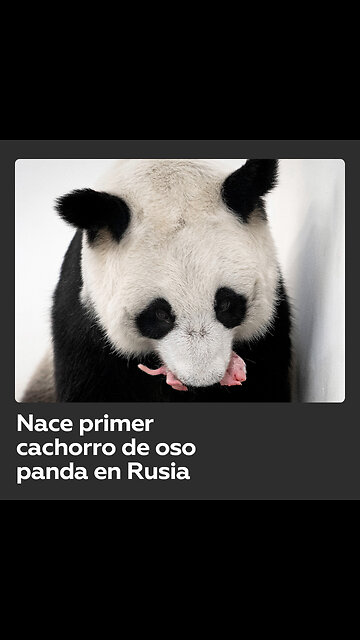 Nace un cachorro de panda gigante por primera vez en Rusia