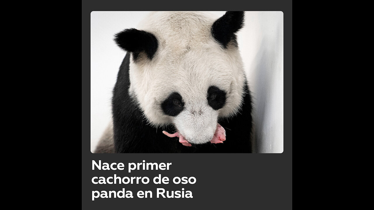 Nace un cachorro de panda gigante por primera vez en Rusia